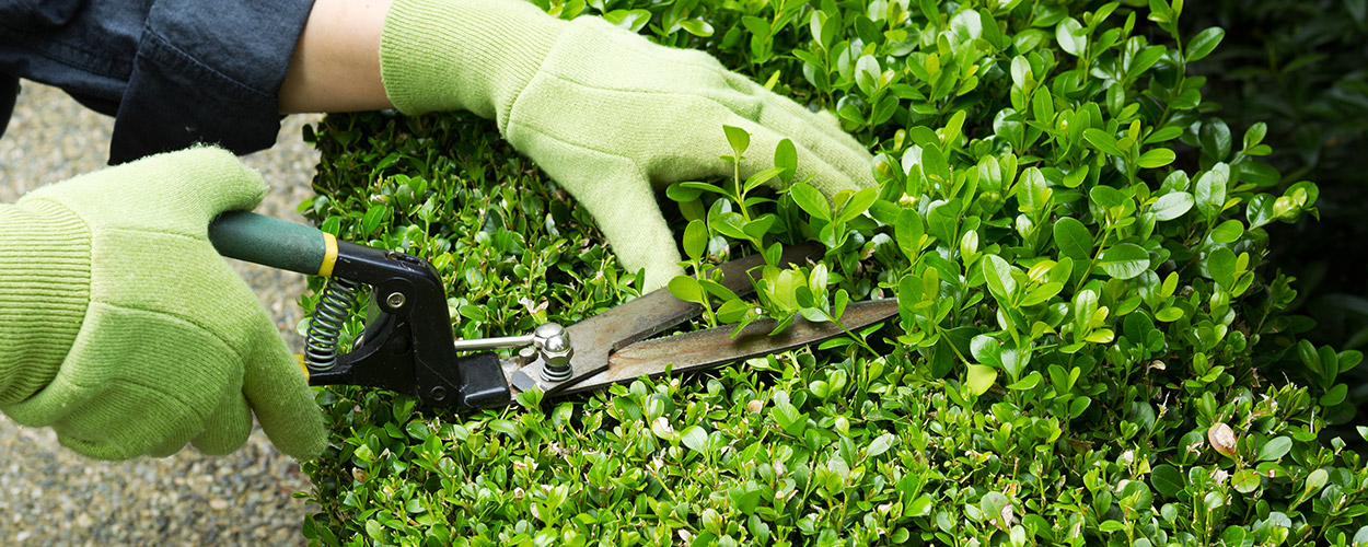 corso adulti addetto giardinaggio e ortofrutticoltura