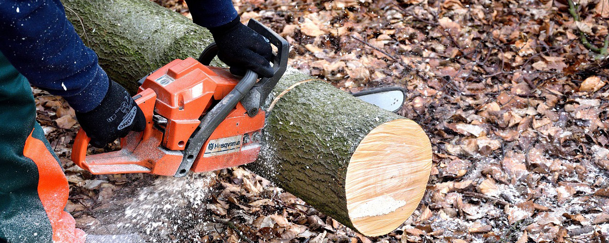 corso adulti guida forestale foresta legno