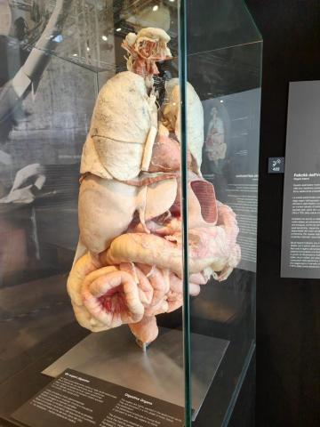 uscita body worlds - foto 3