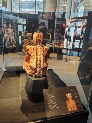 uscita body worlds - foto 2